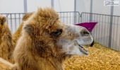 Animal Messe 25.11.2023